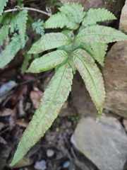 Menisciopsis penangiana