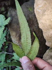 Menisciopsis penangiana