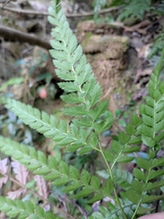 Arachniodes rhomboidea