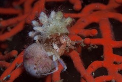 Anapagurus hendersoni