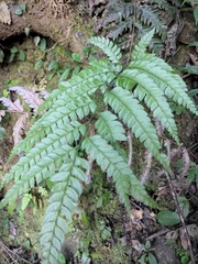 Arachniodes rhomboidea