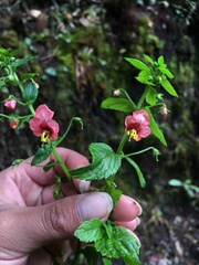 Alonsoa meridionalis