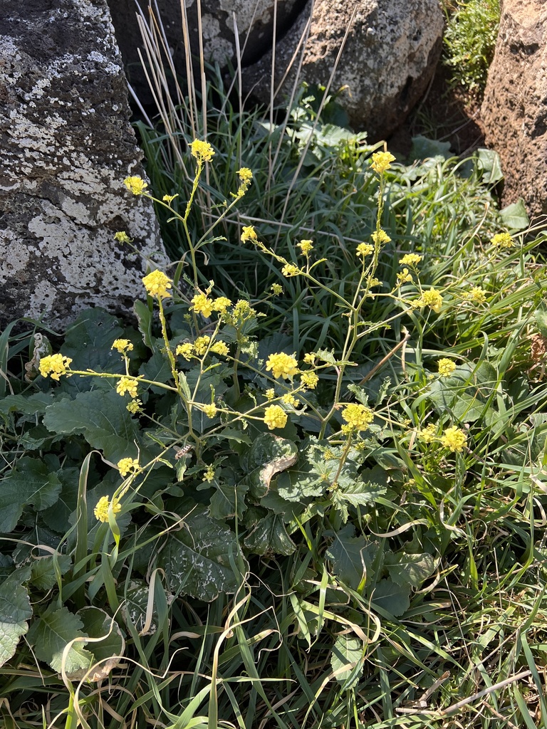 annual bastard cabbage from Madeira, Machico, Madeira, PT on March 08