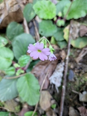 Primula obconica