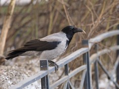 Corvus cornix