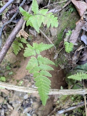 Gymnocarpium jessoense