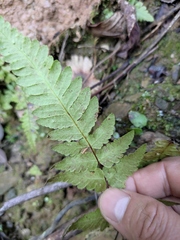 Gymnocarpium jessoense