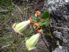 Paliavana sericiflora