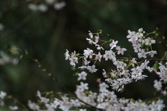 Prunus discoidea