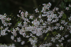 Prunus discoidea