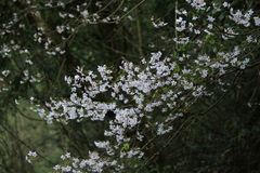 Prunus discoidea