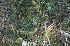 Stachyurus himalaicus