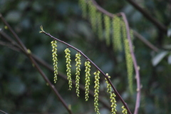 Stachyurus himalaicus