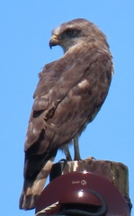 Circaetus fasciolatus