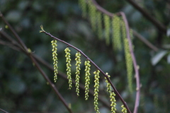Stachyurus himalaicus