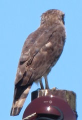 Circaetus fasciolatus