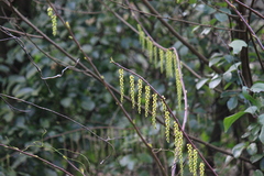 Stachyurus himalaicus