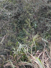 Stachyurus himalaicus