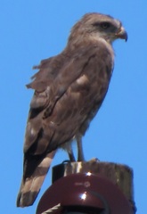 Circaetus fasciolatus