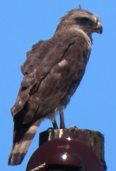 Circaetus fasciolatus