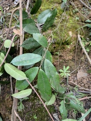 Trachelospermum axillare