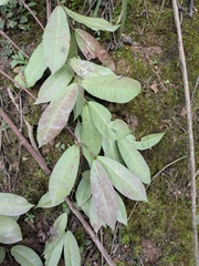 Trachelospermum axillare