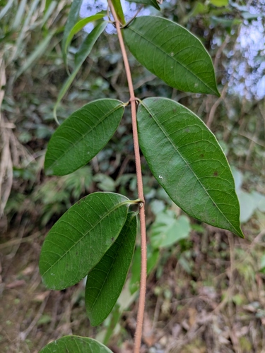 Trachelospermum axillare