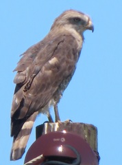 Circaetus fasciolatus