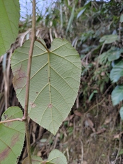 Rubus pacificus