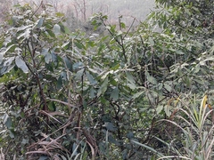 Lindera megaphylla