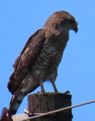 Circaetus fasciolatus