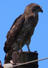 Circaetus fasciolatus