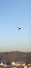 Lanius excubitor