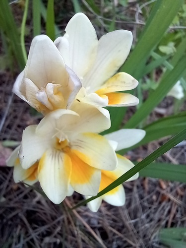 Freesia leichtlinii