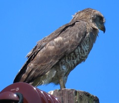 Circaetus fasciolatus