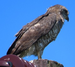 Circaetus fasciolatus