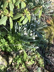 Galanthus nivalis