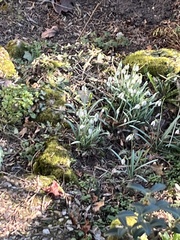 Galanthus nivalis