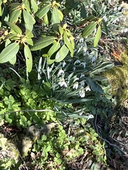 Galanthus nivalis