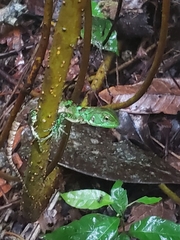 Enyalioides