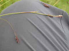 Carex sempervirens