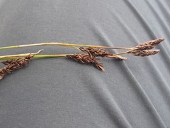 Carex sempervirens