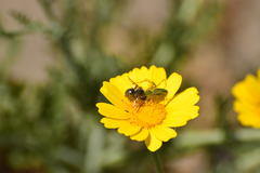 Peucetia viridans