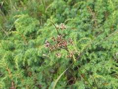 Luzula luzuloides rubella