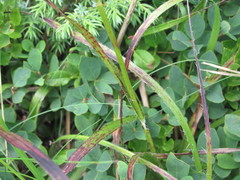 Luzula luzuloides rubella