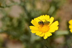 Peucetia viridans