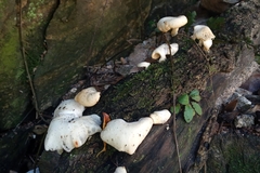 Fungi