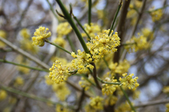 Cornus mas