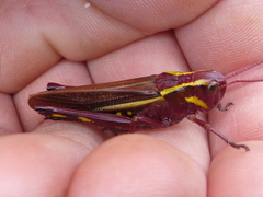 Stethophyma lineatum