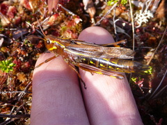 Stethophyma lineatum